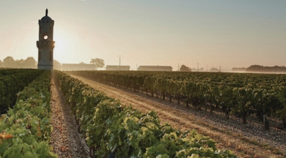 Pauillac Bordeaux vineyards