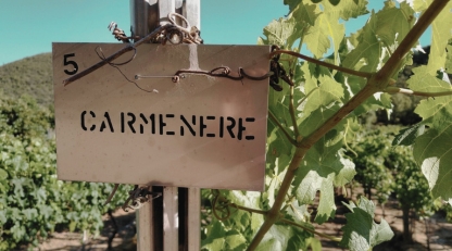 Heat resistant grape varieties