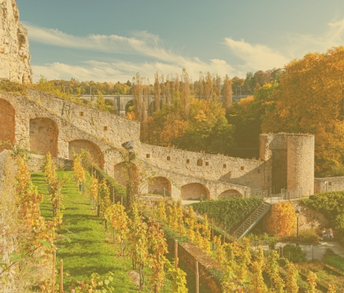 Vineyard in Luxembourg old town
