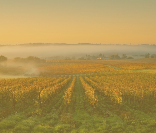 A guide to terroir