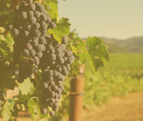 Red wine grape types