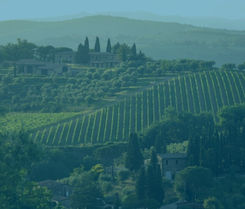 Is investing in a vineyard profitable?