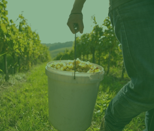 Biodynamic, organic and regenerative viticulture
