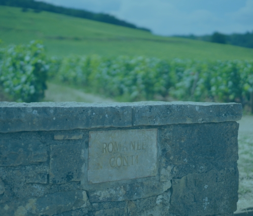 Domain Romanee Conti Burgundy France Vineyard