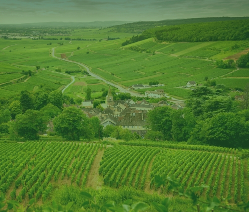 Burgundy Grand Cru: What investors need to know