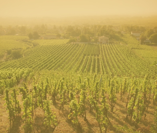 Rhone Valley wine investment guide