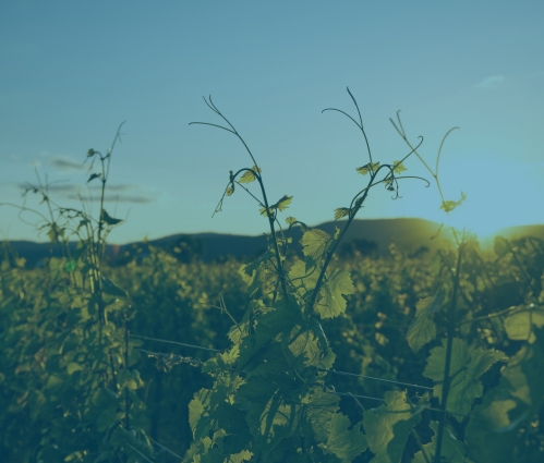 Climate change and wine investment