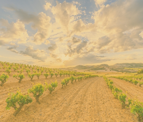 Investing in Spanish wine