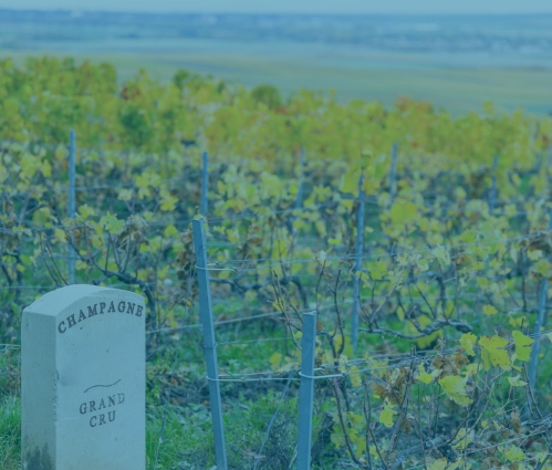 Grand Cru Investment Guide
