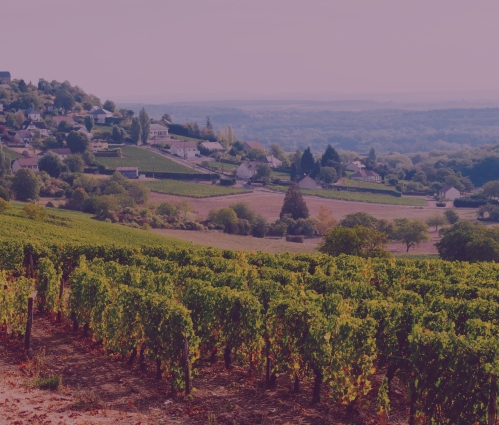 Sancerre and Loire Valley wine guide