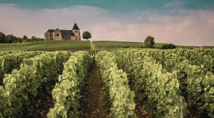 Champagne 2026 harvest