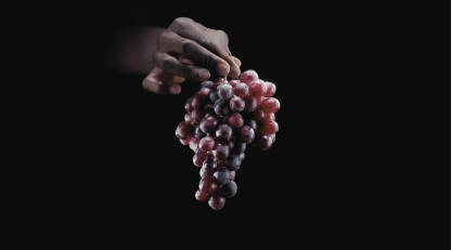 A hand holding a bunch of dark red grapes against a black background, the symbol behind Michelin wine ratings