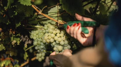 Hands cutting a bunch of white grapes from the vine with secateurs during the 2026 harvest